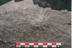 Foto (Detailansicht) von Camptoteris sp. (NHMW-GEO-2024-0188-10650)